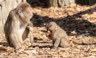 ニホンザルの親子