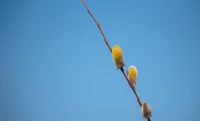 Blooming willow with catkins. The first signs of spring in nature. Flowering willow, hairy buds on thin twigs.