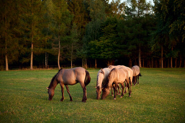 Polish horses on a pasture on the top of Biała Góra