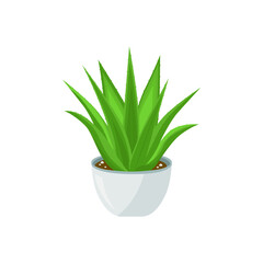 Aloe vera, agave. A potted plant. Vector drawing in the flat style.