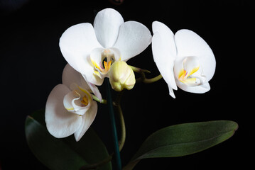 Three white orchids on black background.