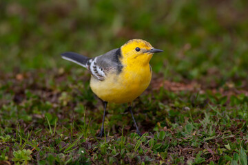 little bird on the grass, Citrine Wagtail, Motacilla citreola