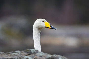 Whooper swan (Cygnus cygnus) closeup looking behind a rock in spring.