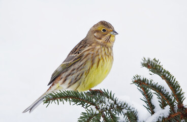 Yellowhammer (Emberiza citrinella) sitting on a spruce branch in winter.