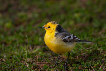 little bird on the grass, Citrine Wagtail, Motacilla citreola