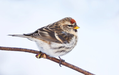 Common redpoll (Acanthis flammea) sitting on a branch in winter.	
