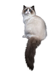 Young adult Ragdoll cat in glamour pose isolated cutout on transparent background FROM DARK BACKGROUND with tail hanging down from edge