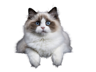 Young adult Ragdoll cat laying isolated cutout on transparent background FROM DARK BACKGROUND with paws hanging over edge