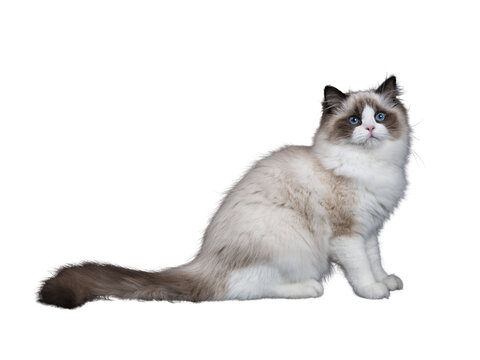 Young adult Ragdoll cat sitting sideways isolated cutout on transparent background FROM DARK BACKGROUND