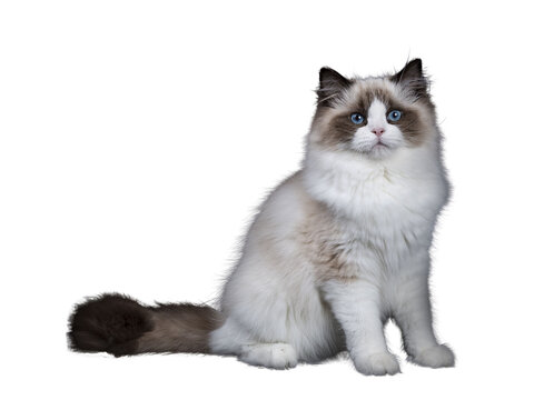 Young adult Ragdoll cat sitting sideways isolated cutout on transparent background FROM DARK BACKGROUND