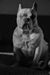 black and white portrait of french bulldog