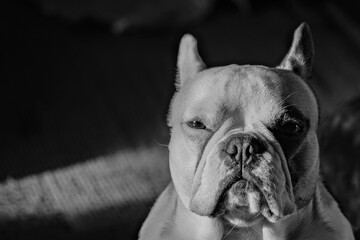 black and white portrait of french bulldog
