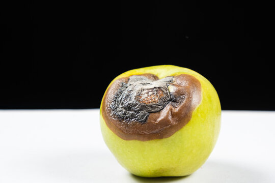 A rotten green apple on a black and white background. Rot on fruit, spoiled fruit