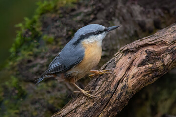 A close up of a nuthatch, Sitta europaea, as it perches on an old log looking for food