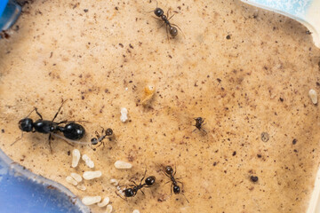 Ant queen and worker ants reaper, ant eggs on a plaster platform of an acrylic ant farm.
