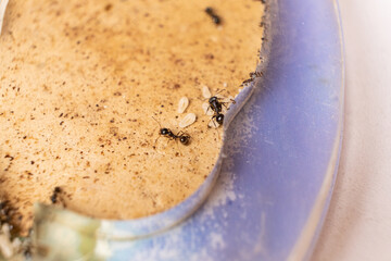 Reaper ants and eggs in an acrylic ant farm, top view, macro