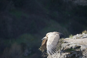 Buitre en vuelo  en las Hoces del Durat&oacute;n, Segovia Espa&ntilde;a a&ntilde;o 2023