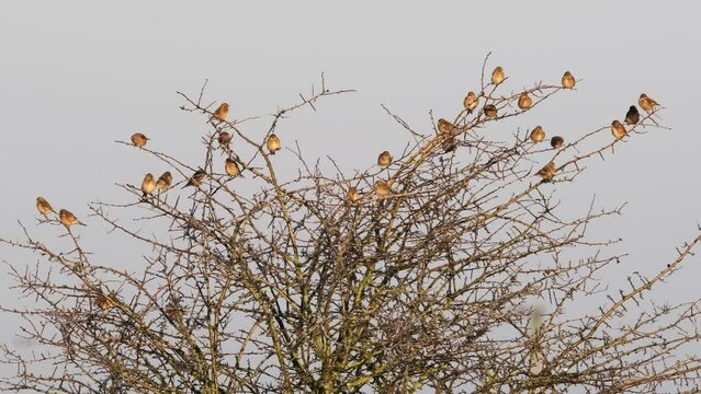 Flock Of Small Birds Perched In Tree Twite Meadow Pipit Winter Norfolk UK