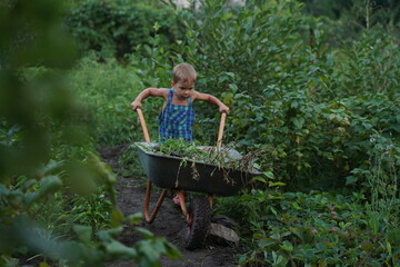 Cute little boy driving the wheelbarrow in the the garden through the flower. Male try to move cart, working outdoor. Selective focus