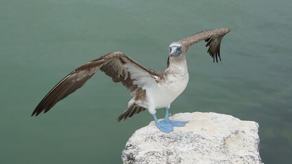 Galapagos, blue footed boobies bird