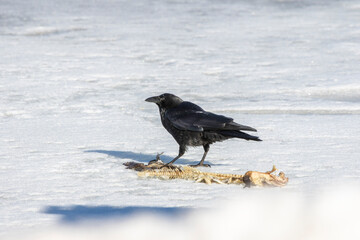 The American crow (Corvus brachyrhynchos) eating the rest of the fish