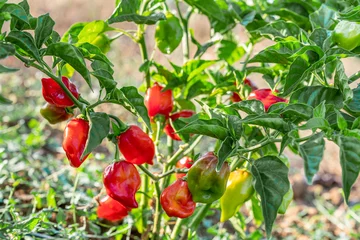 Gardinen Chilischoten Field of hot chili pepper  © viktoria