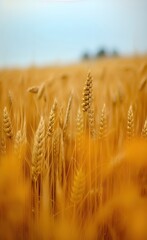 Fototapeta premium golden wheat field made using Generative AI Technology.