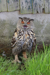Portrait of an Eurasian Eagle Owl in front of an old building calling out loud
