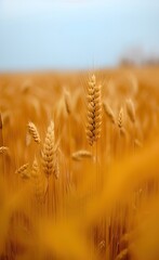 field of wheat made using Generative AI Technology.