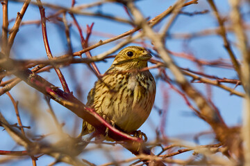 Yellowhammer bird (Emberiza citrinella) perched on hawthorn bush