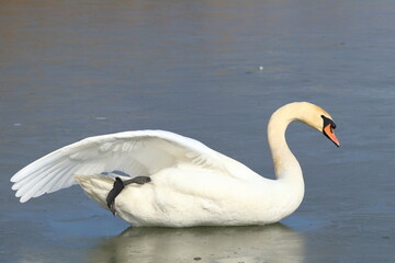 Mute swan resting on the frozen lake in winter sunny day