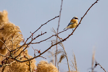 nice draw pendulinus pendulum bird on reed