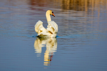 the swan on the water on a sunny winter day