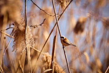 nice draw pendulinus pendulum bird on reed
