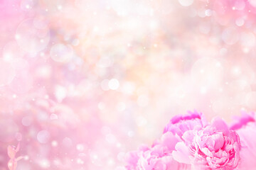 peony flowers on pink background with bokeh
