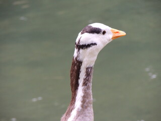 Munich, la capital de Baviera, una ciudad muy agradable para disfrutarla paseando. Alemania.