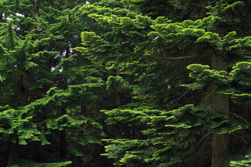 Lush green branches of Pacific silver fir (Abies amabilis) in the right and Western hemlock (Tsuga...