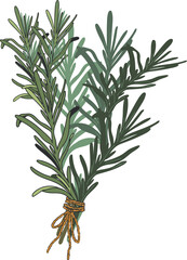 Bunch of fresh rosemary tied with cord.