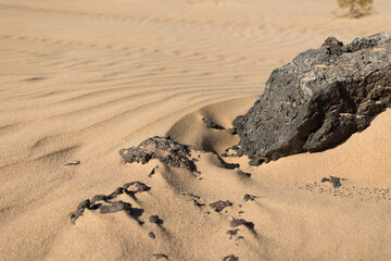 Beautiful desert landscape of a white sand beach, with desert plants. Fuerteventura, Canary Islands, Spain