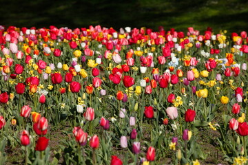 Bunt blühendeTulpen,  (Tulipa), Blumenbeet, Deutschland