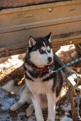 Husky sled dog close-up on the background of a trailer and snow in winter