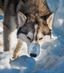 Husky sled dog close-up on the background of snow in winter