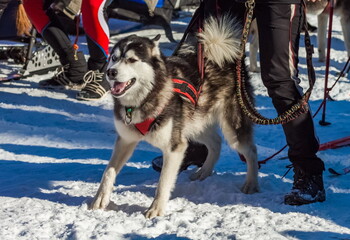 Husky sled dog in harness close-up against the background of people at competitions in winter