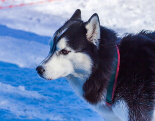 Husky sled dog in harness close-up on the background of snow in winter