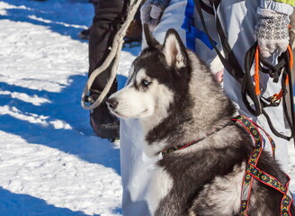 Husky sled dog in harness close-up against the background of people at competitions in winter