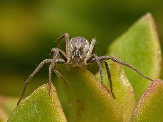 Pisaura mirabilis
