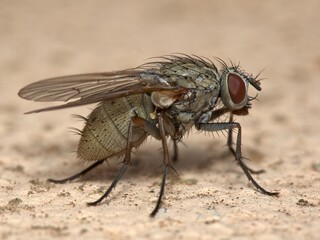 Mosca bianca
