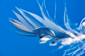feather with rain drops - beautiful macro photograph