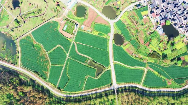 Aerial photography of green farmland
