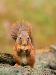 Ecureuil roux